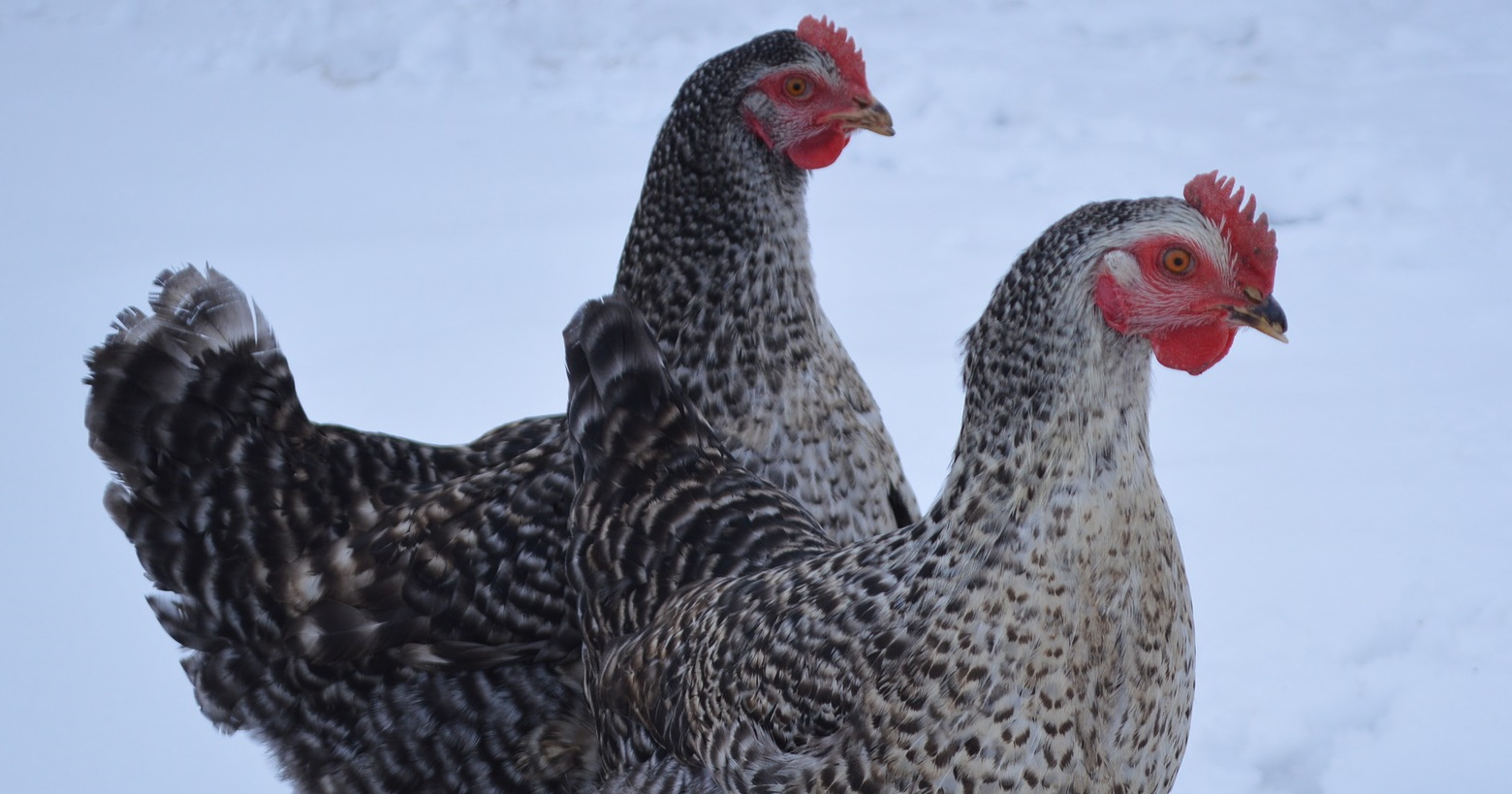keeping chickens in winter